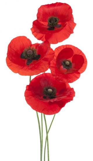Poppies
